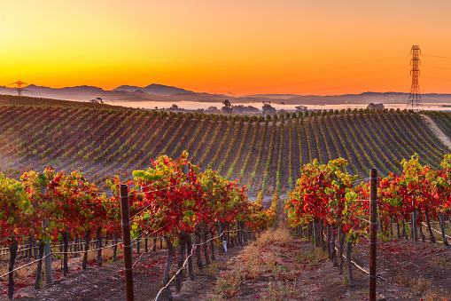 Autunno 2021: ecco alcuni dei luoghi migliori per trascorrerlo in vigna