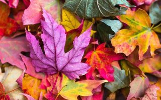 Foliage in Italia: i posti più belli dove vederlo. Ecco dove andare in Italia ad ottobre