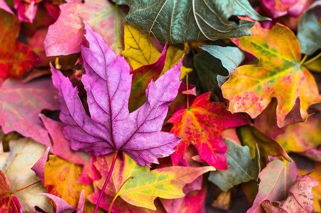 Foliage in Italia: i posti più belli dove vederlo. Ecco dove andare in Italia ad ottobre