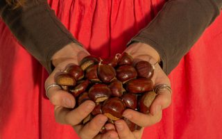 Dove andare a castagne in Basilicata?