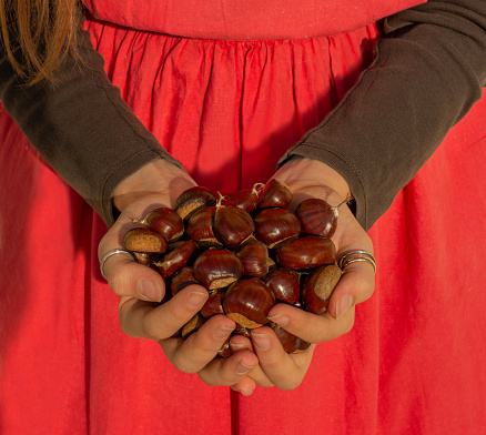 Dove andare a castagne in Basilicata?