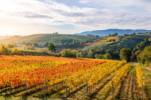 autunno 2020  montefalco umbria autunno