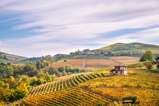 autunno stagione  stagione autunno
barolo autunno 