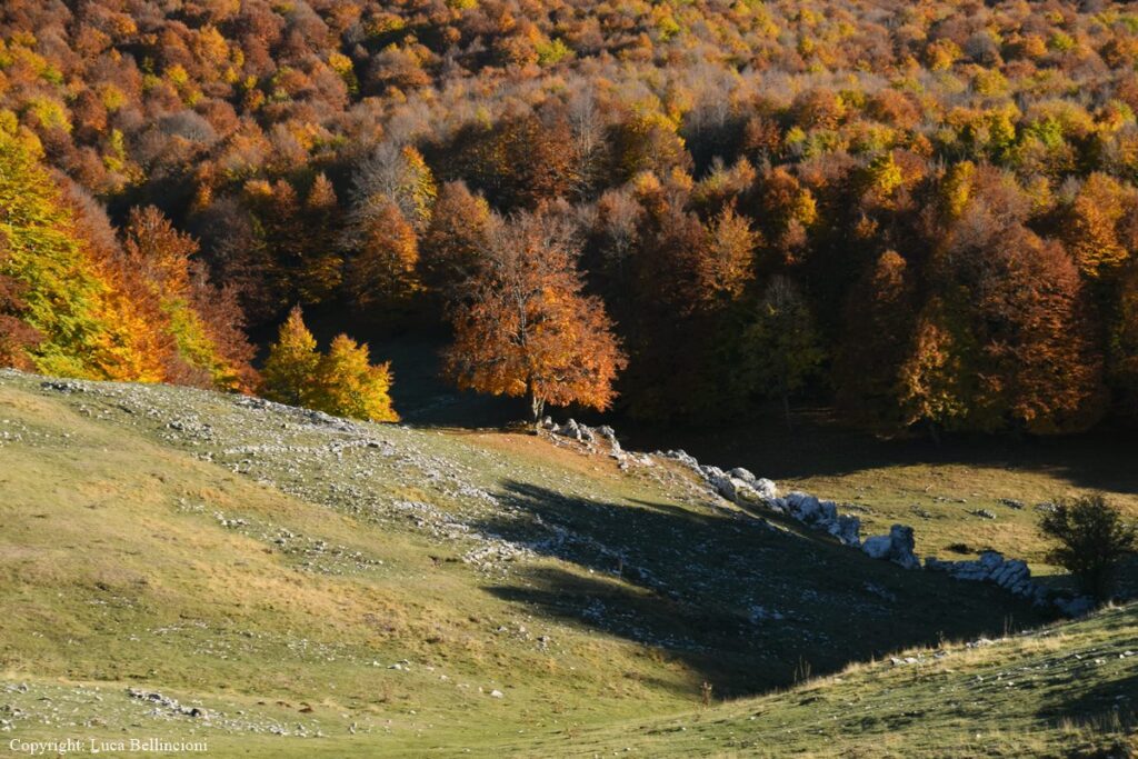 boschi d'autunno  foliage italia val di comino lazio