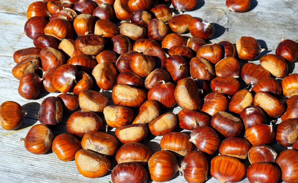 Dove andare a castagne in Basilicata andare a castagne in Basilicata castagneti in basilicata   raccolta castagne basilicata   dove raccogliere castagne in basilicata   castagna raccolta   castagneti basilicata   sagra della castagna basilicata   castagne basilicata   andare a castagne   basilicata castagne   funghi basilicata   spinoso sagra della castagna   sagra delle castagne in basilicata   funghi in basilicata  xcastagne sul pollino   dove raccogliere castagne in calabria   castagne melfi   castagneti liberi in basilicata   dove andare a raccogliere le castagne   castagneti in puglia    castagne potenza   pollino castagne   basilicata funghi   agriturismo pollino raccolta castagne   castagne pollino   weekend castagne basilicata dove andare a raccogliere le castagne in basilicata